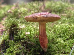 Waldpilze essbar &raquo; Waldpilze Essbar &raquo; rotfussroerling